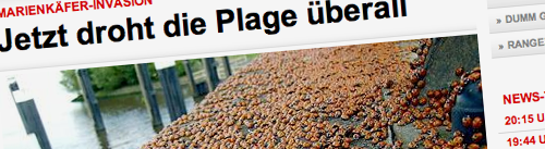 marienkäfer Alles was zum Aufreger taucht, taucht für die Bild